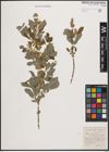 Foto von Salix cinerea L.